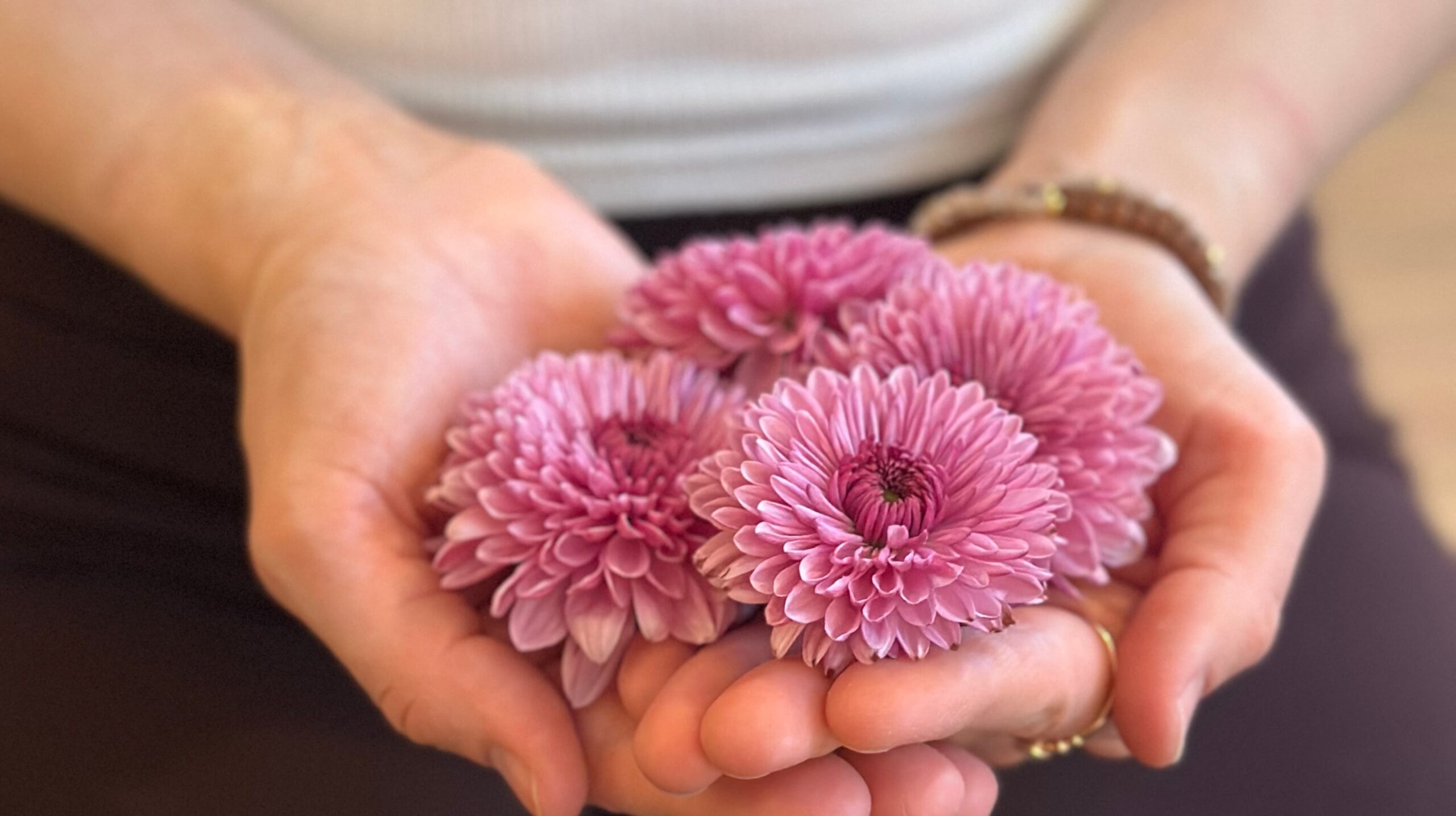Close-up of pink chrysanthemum blooms gently held in cupped hands.